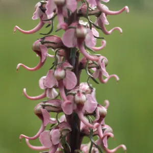 Pedicularis groenlandica