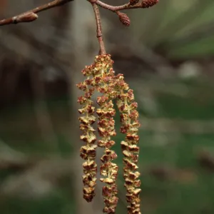 Alnus rhombifolia