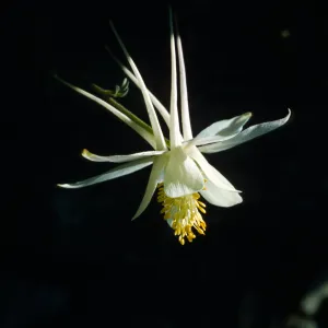 Aquilegia pubescens