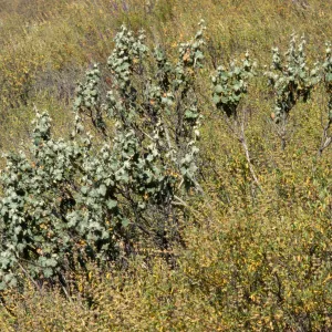 Malacothamnus davidsonii