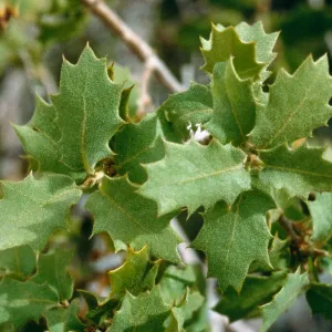Quercus cornelius mulleri