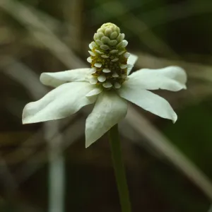 Anemopsis californica