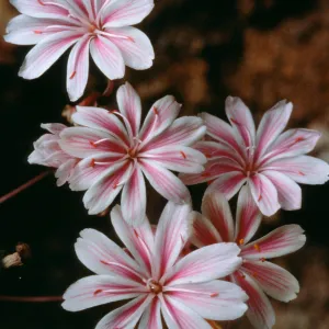 Lewisia cotyledon