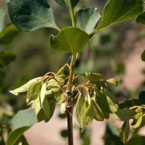 Fraxinus anomala