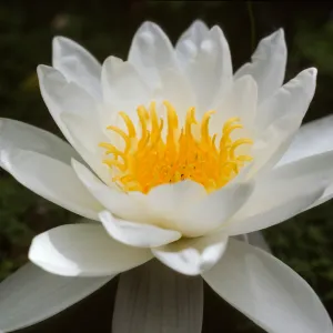 Nymphaea