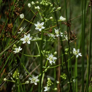 Zigadenus fremontii