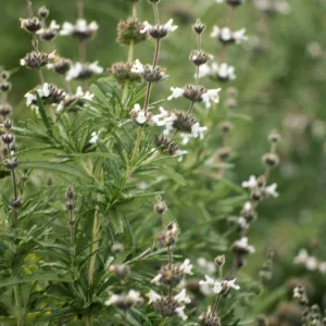 Salvia brandegeei (Brandegees Sage)
