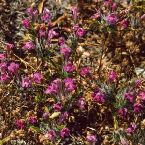 Pogogyne douglasii