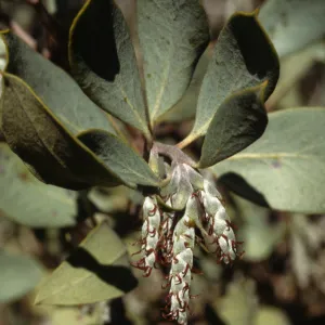 Garrya flavescens