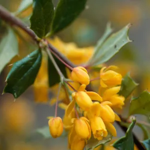 Berberis darwinii