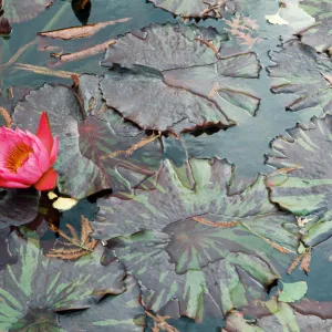 Nymphaea