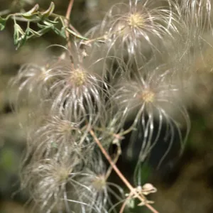 Clematis fruits