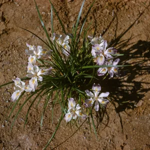 Iris innominata hyb spring '60