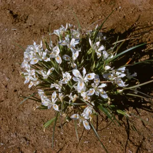 Iris innominata hyb spring '60