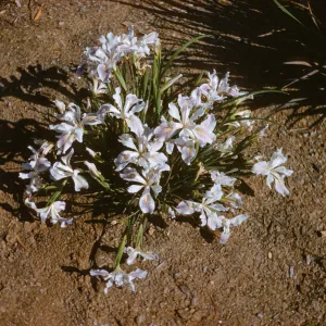 Iris innominata hybrid spring '60