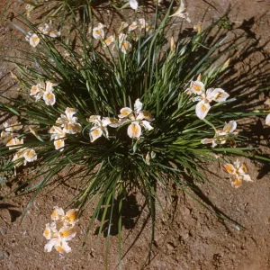 Iris innominata spring '60