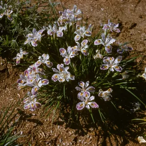 Iris innominata hyb spring '60
