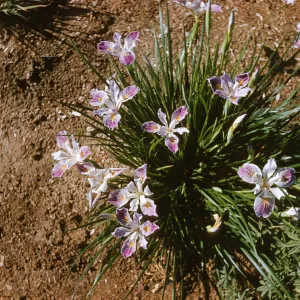 Iris innominata hyb spring '60