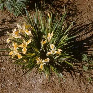 Iris innominata hyb spring '60
