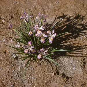 Iris innominata hyb spring '60