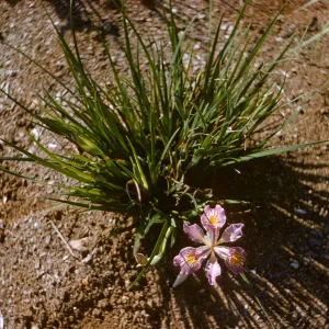 Iris innominata hyb spring '60