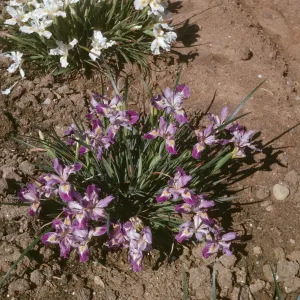 Iris innominata x