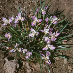Iris innominata x