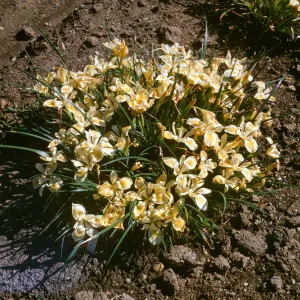 Iris innominata x