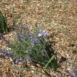 plant image
