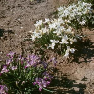 Iris innominata x