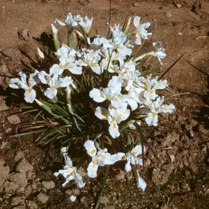 Iris innominata x
