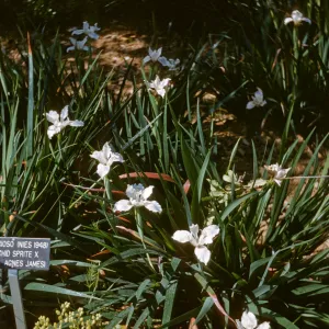 Iris douglasiana RSABG