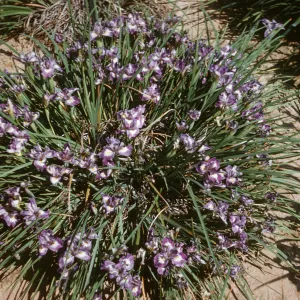 Iris innominata hyb RSABG