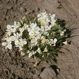 Iris innominata x