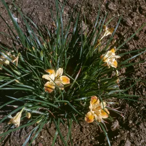 Iris innominata x good flower form