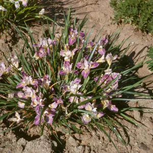 Iris innominata x selection