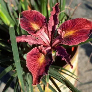 Iris 79.883 SBBG can yard