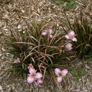 plant image - Iris