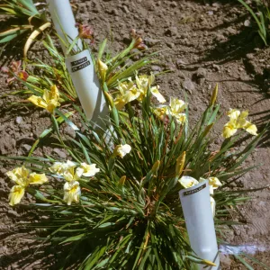 plant image - Iris