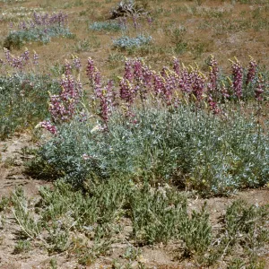 Lupinus excubitus var. johnstonii Lockwood Valley