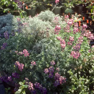 Lupinus excubitus var. johnstonii border LALBI Collinus