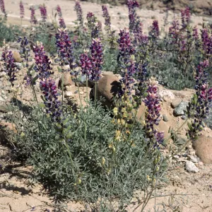 Lupinus excubitus var. johnstonii Ventura Co Zena Rd on sand bar on still live cr bed at rd side