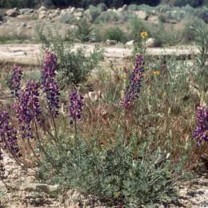 Lupinus excubitus var. johnstonii Ventura Co Zena Rd on sand bar on still live cr bed at rd side