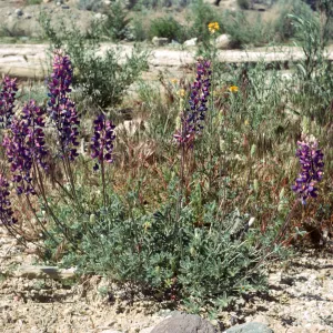 Lupinus excubitus var. johnstonii Ventura Co Zena Rd on sand bar on still live cr bed at rd side