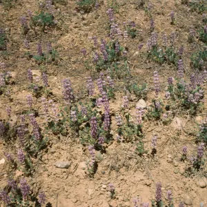 Lupinus ruber? Rd to Horn Meadow Ventura Co 6/6/85