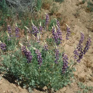 Lupinus excubitus var. johnstonii Reys gr at Ozena Rd Ventura Co 6/6/85
