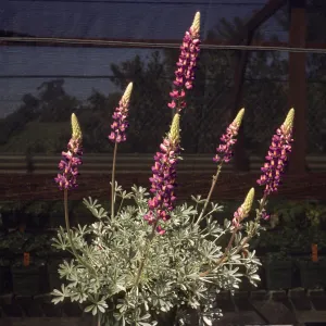 Lupinus excubitus var. johnstonii Exj 100-3