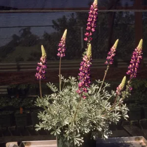 Lupinus excubitus var. johnstonii Exj 100-3
