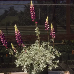 Lupinus excubitus var. johnstonii Exj 100-3