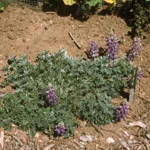 Lupinus albifrons var. collinus acc stake incorrect